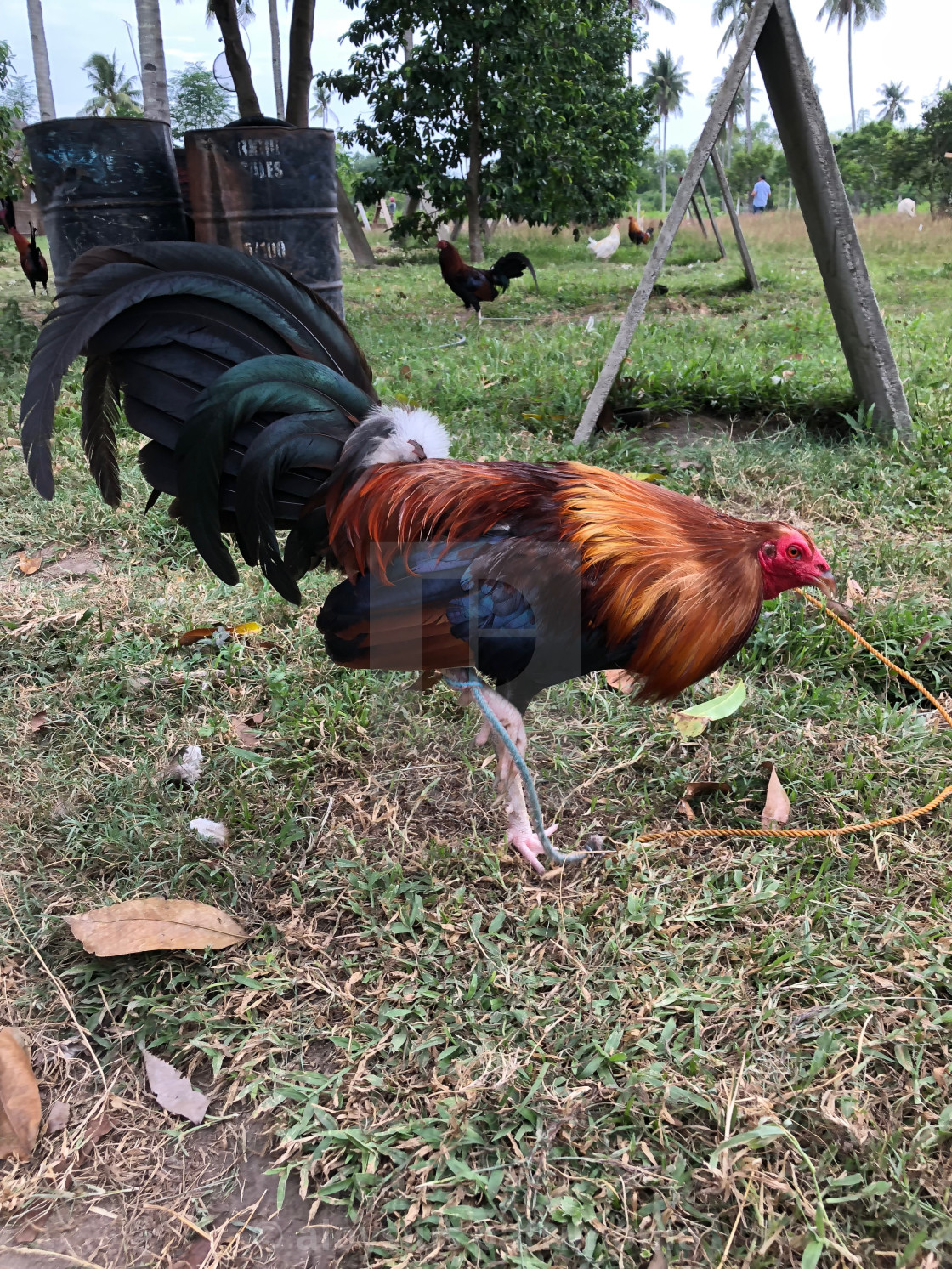 Modern Game Fowl Rooster Side View License, download or print for £9.
